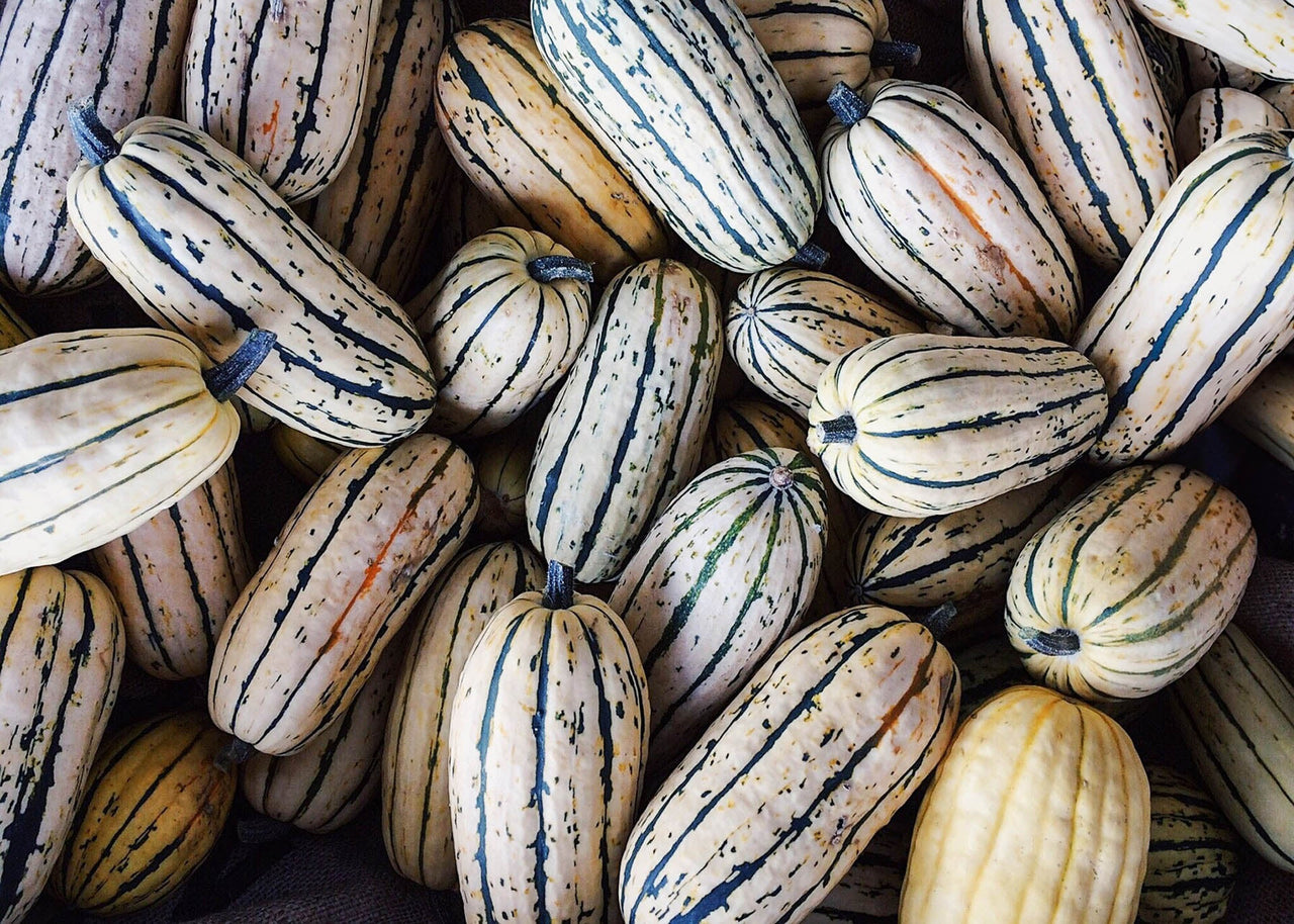 Delicata