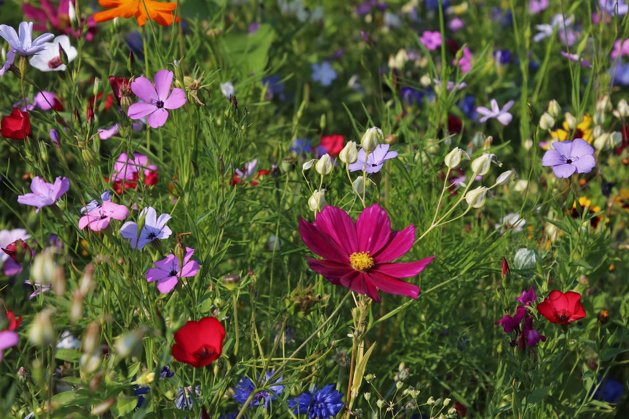 Bloemenmengsels