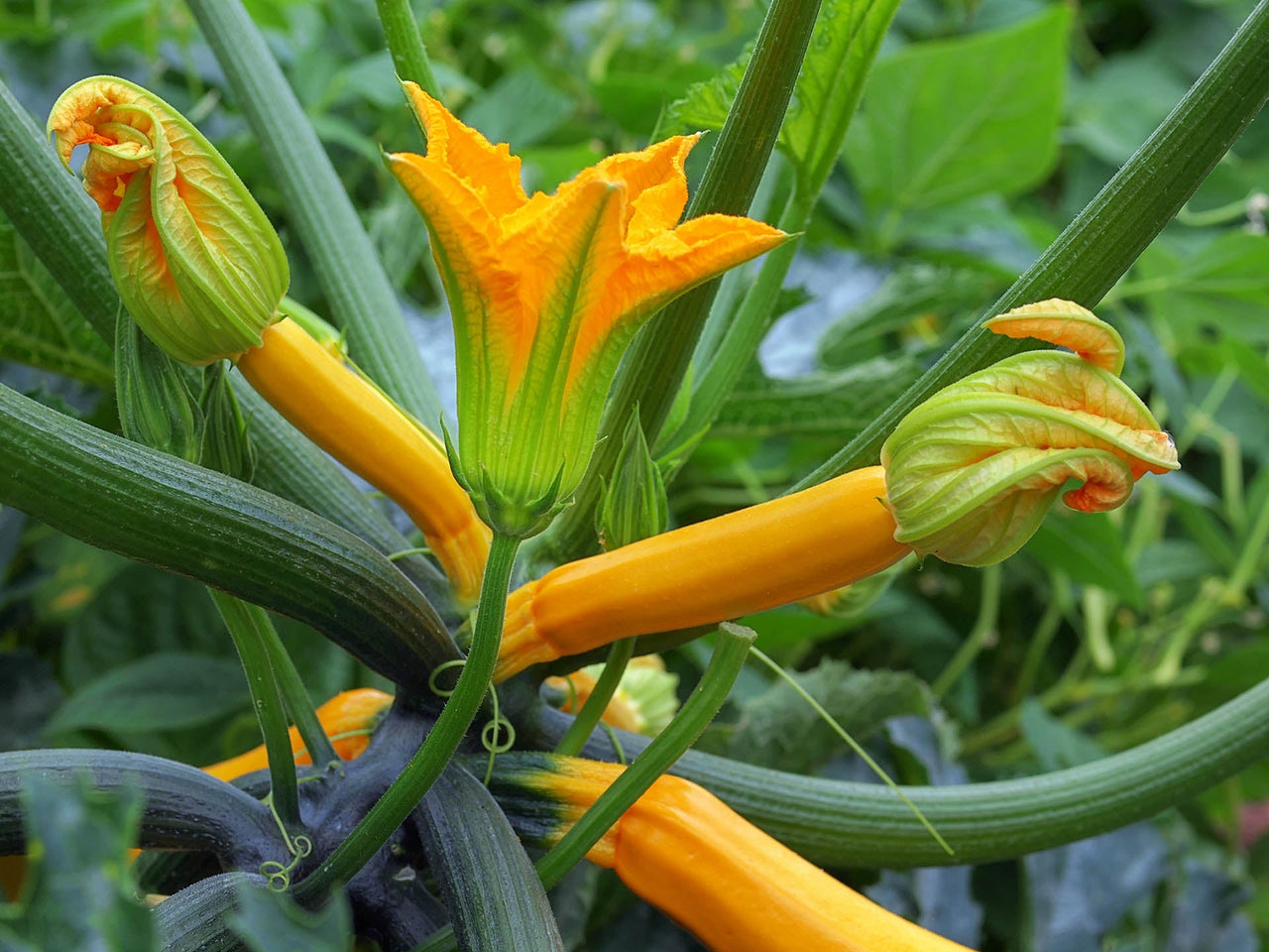 Courgettes