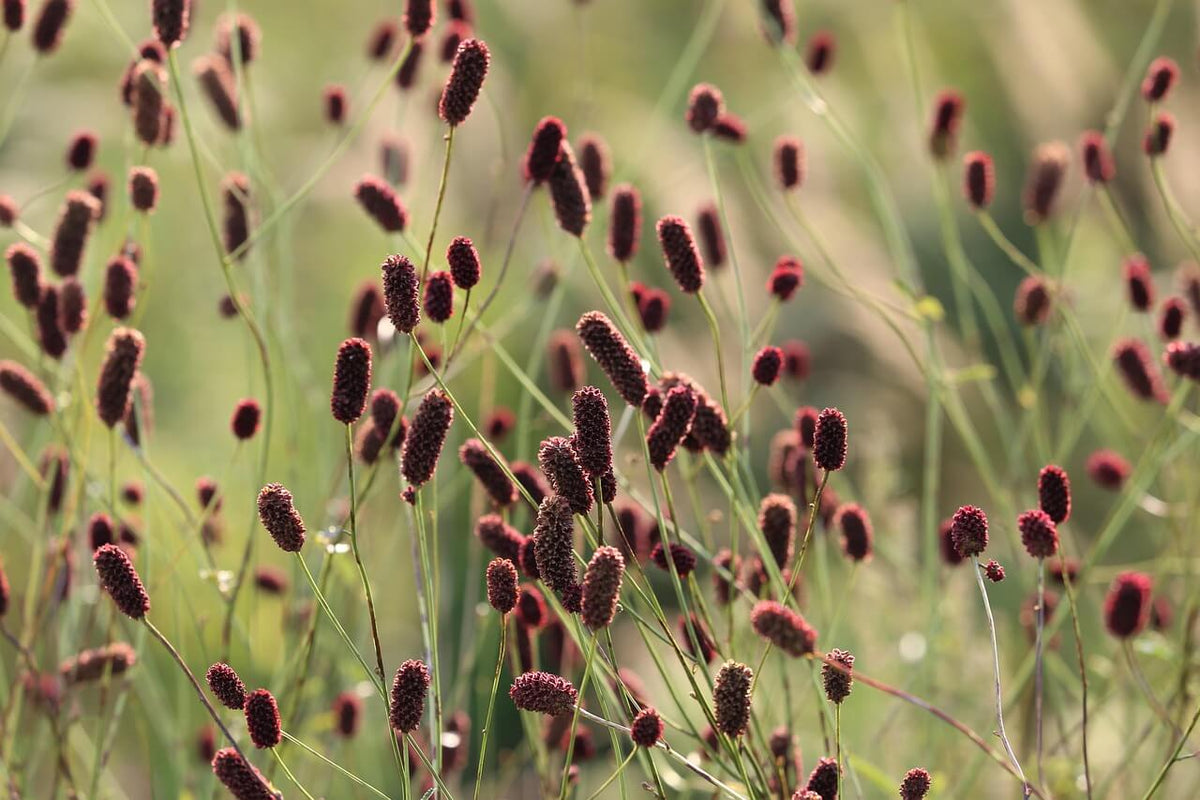 Bloemen twee- & meerjarig