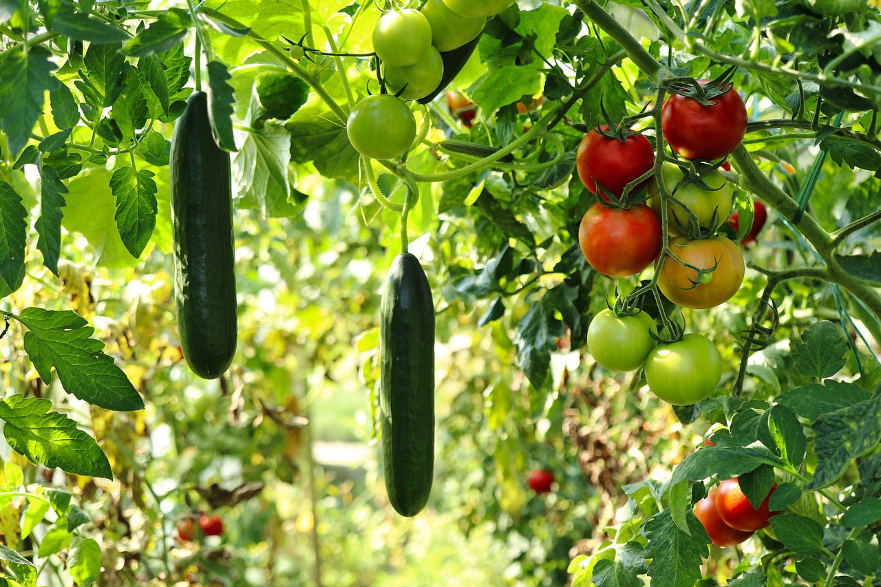 Tomaten
