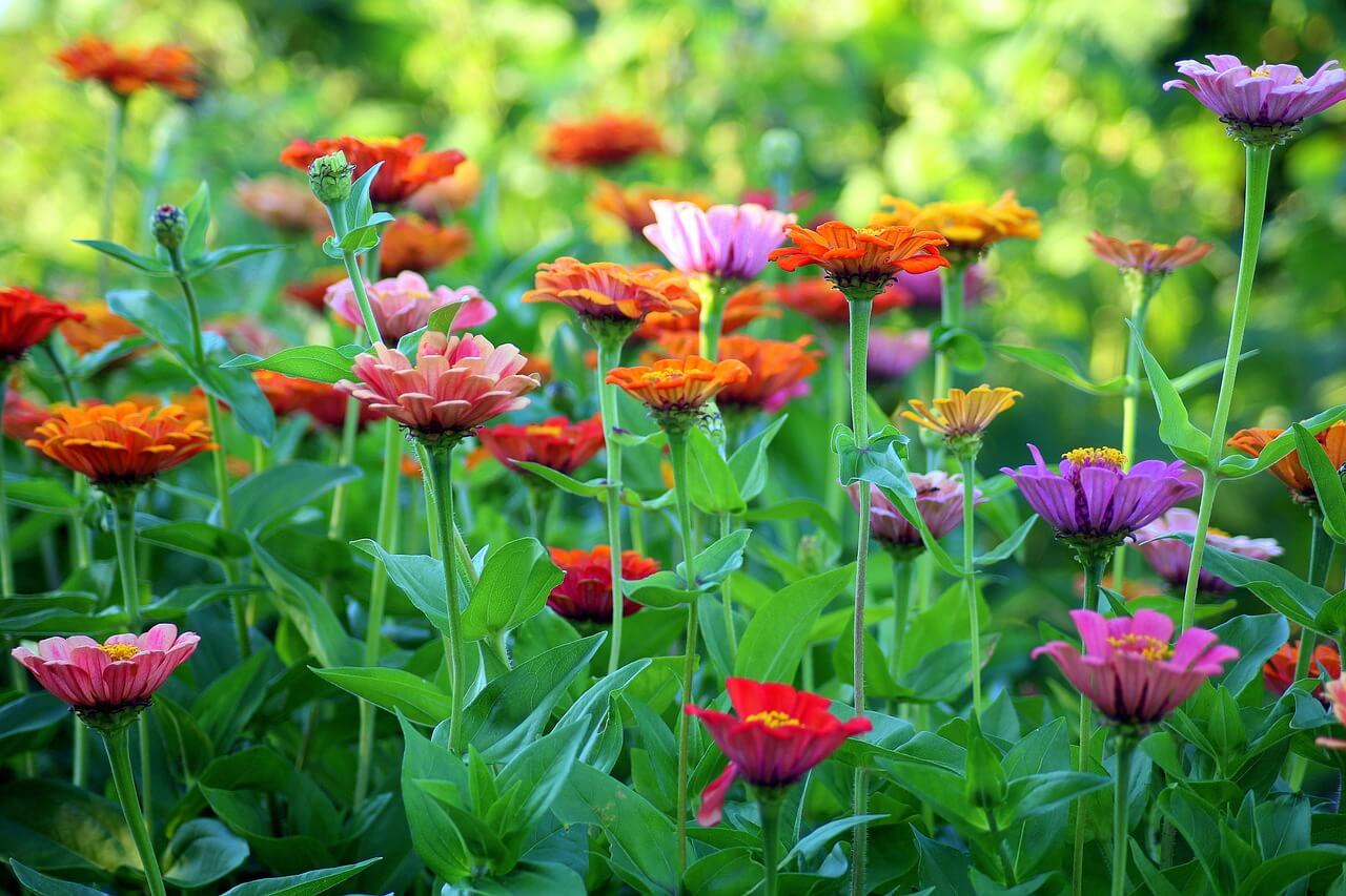 Zinnia's