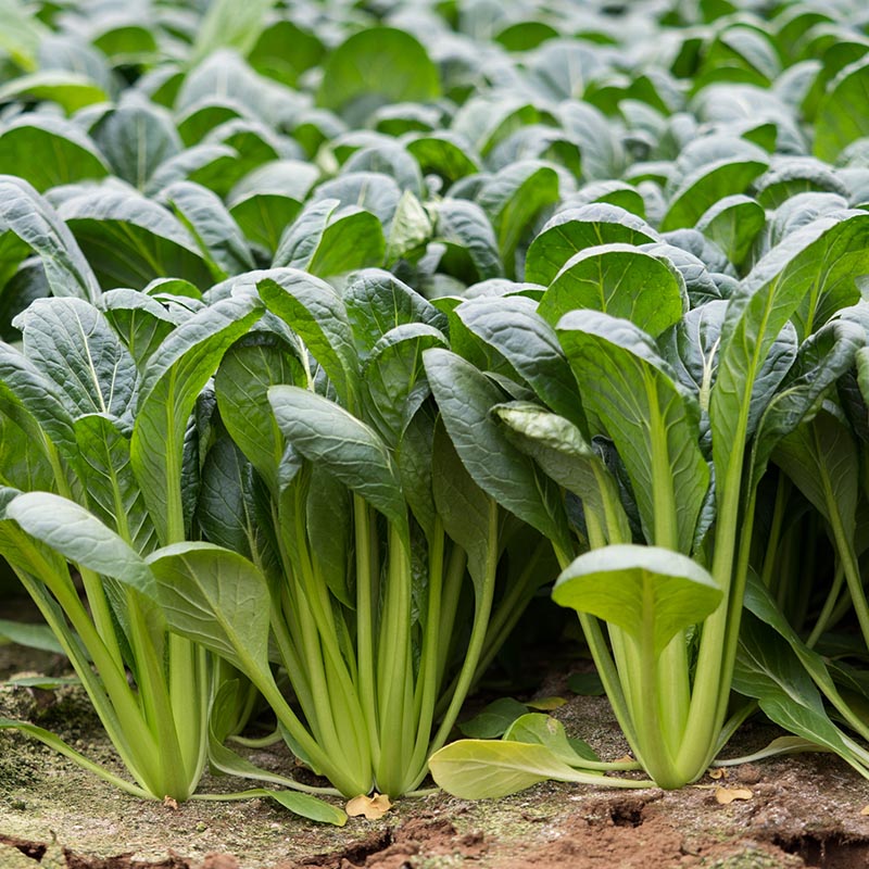 Japanse Mosterdspinazie | Spinacia oleracea | Jansen Zaden