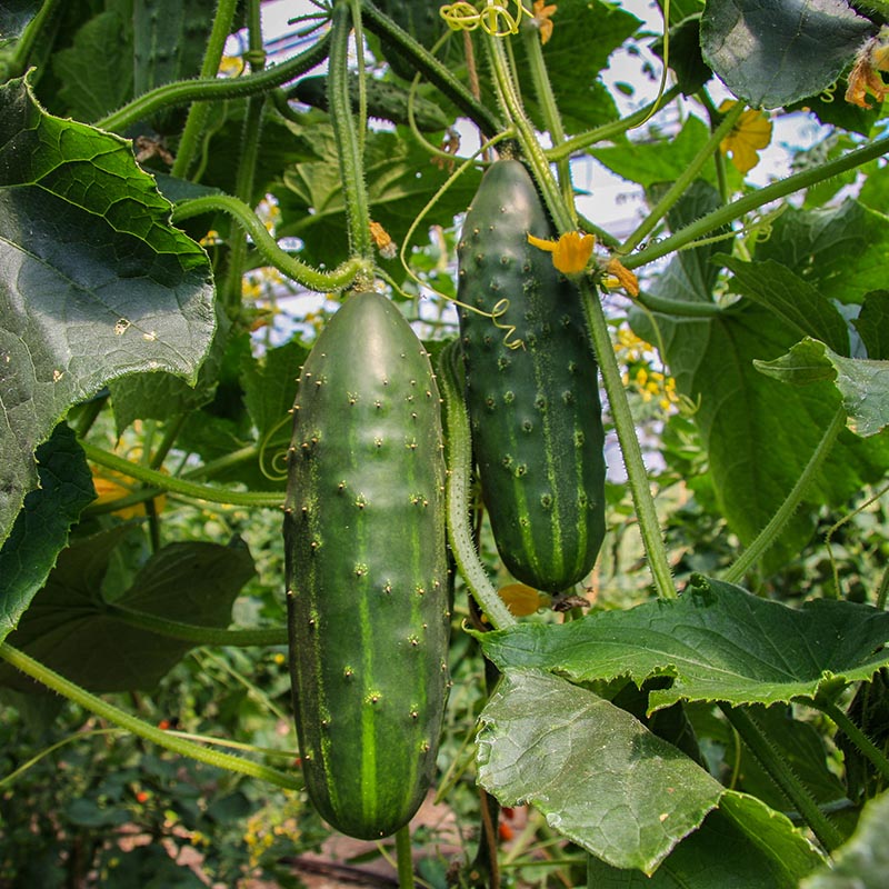 Komkommer | Marketmore | Cucumis sativus | Jansen Zaden