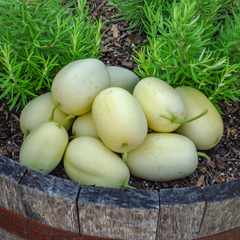 Komkommer | Dragon's Egg | Cucumis sativus | Jansen Zaden