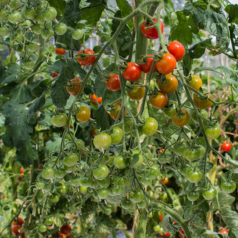 Kerstomaat | Sweetie | Solanum lycopersicum | Jansen Zaden