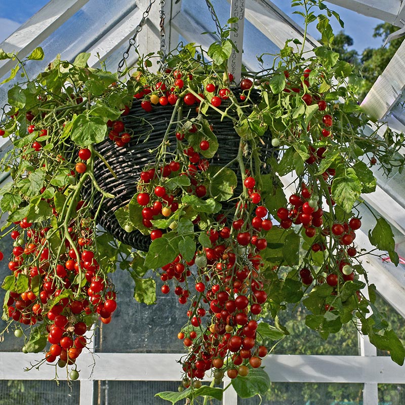 mmm　米15kg Kerstomaat | Micro Cherry | Solanum lycopersicum | Jansen Zaden