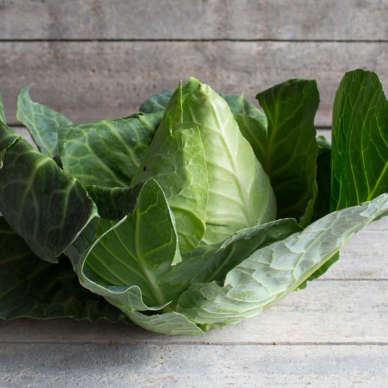 Spitskool | Caraflex F1 | Brassica oleracea | Jansen Zaden