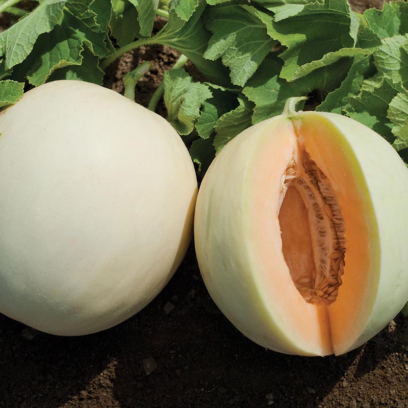 Meloen | Honey Orange F1 | Cucumis melo | Jansen Zaden