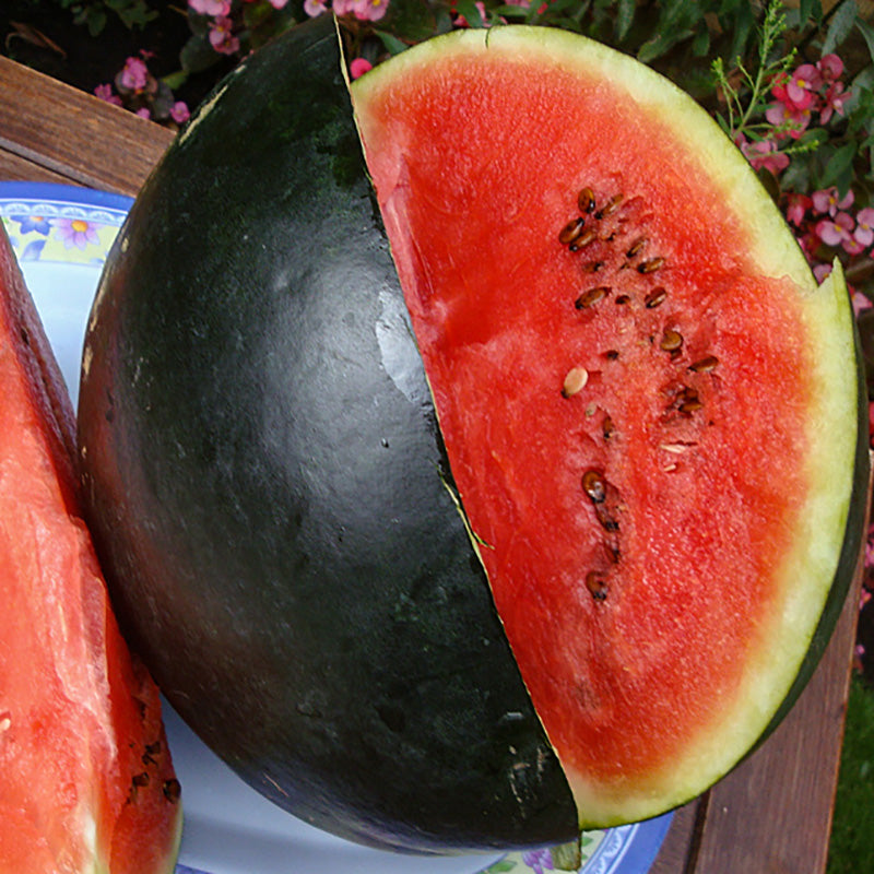 Watermeloen | Thora | Citrullus lanatus | Jansen Zaden