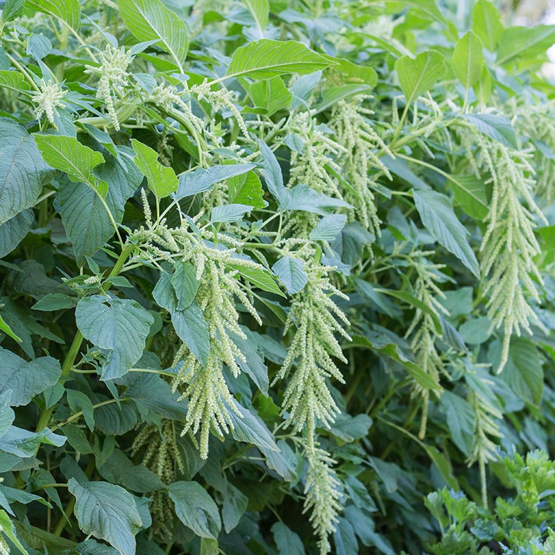野菜 adenemon Kattenstaart | Green Cascade | Amaranthus caudatus | Jansen Zaden