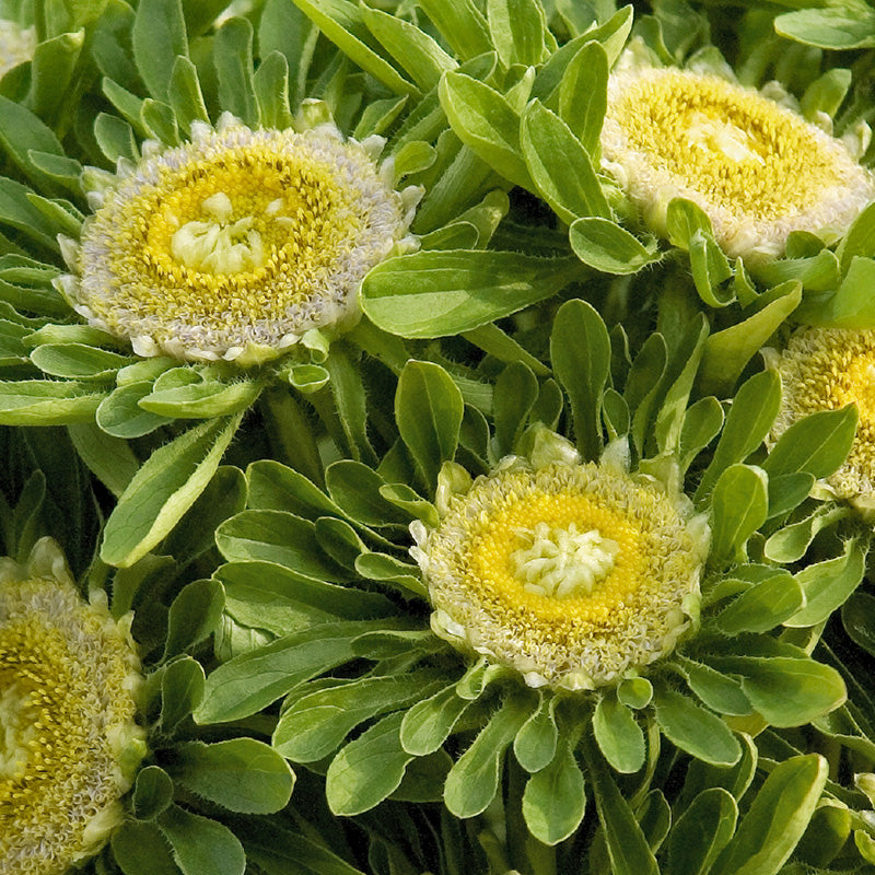 Zomeraster | Hulk | Callistephus chinensis | Jansen Zaden