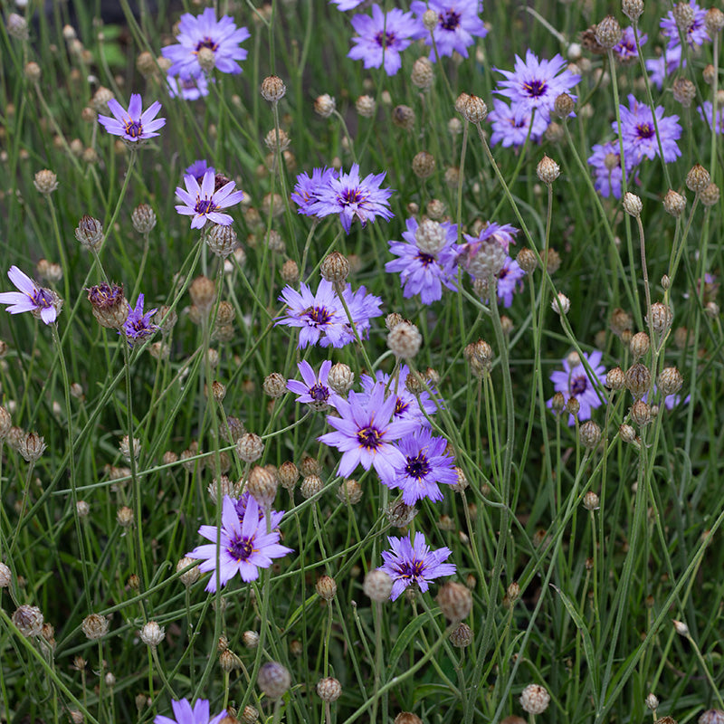 jansen saatgut Blauwe strobloem - Major - Catananche caerulea