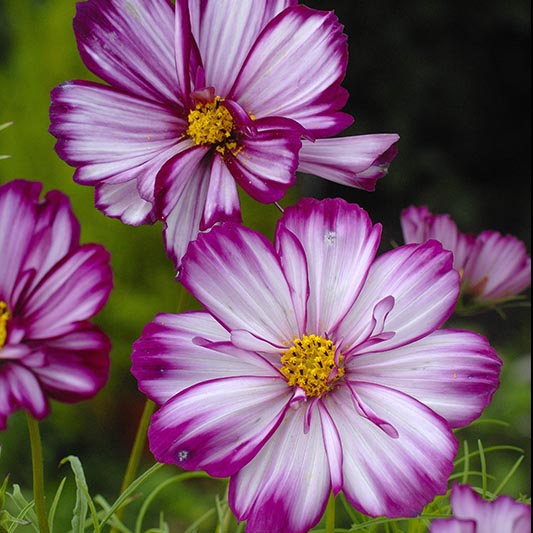 Cosmea | Rose Picotee | Cosmos bipinnatus | Jansen Zaden
