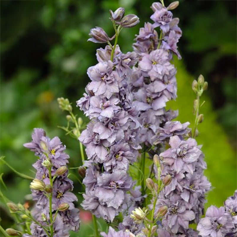 Ridderspoor | Misty Lavender | Delphinium consolida | Jansen Zaden