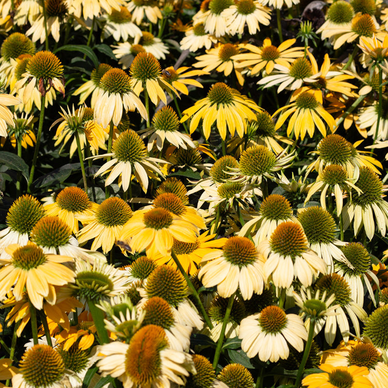 Zonnehoed | PollyNation Yellow | Echinacea purpurea