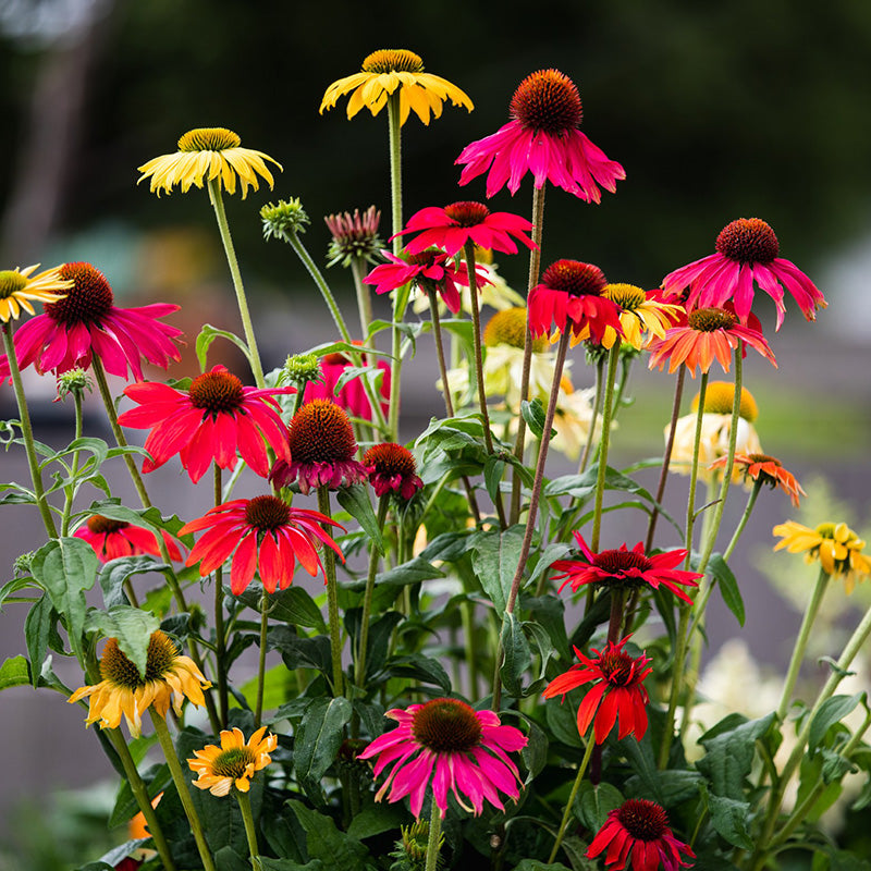 Zonnehoed | PollyNation Mix | Echinacea purpurea