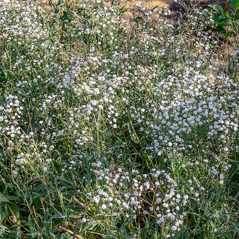 Gipskruid Covent Garden Gypsophila Elegans Jansen Zaden Gipskruid Covent Garden Gypsophila Elegans Jansen Zaden