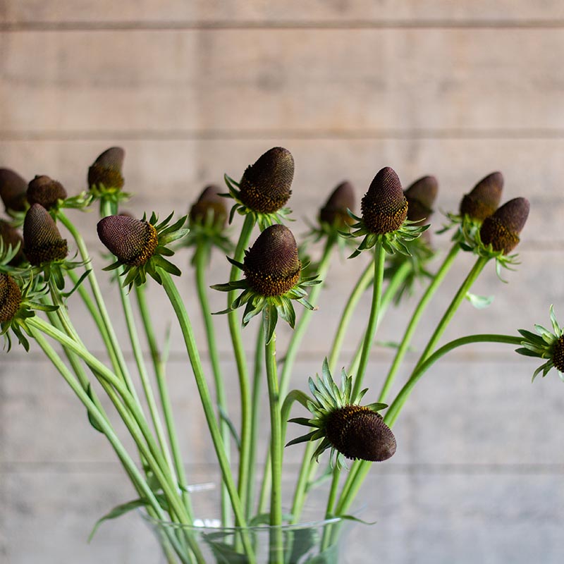 Zonnehoed | Green Wizard | Rudbeckia occidentalis | Jansen Zaden
