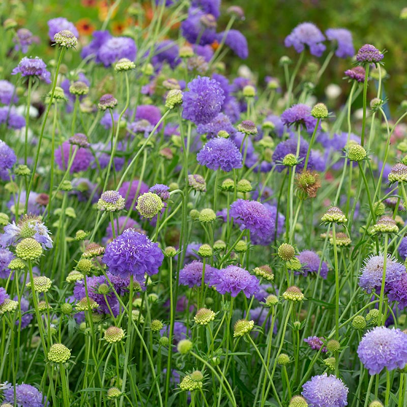 Duifkruid | Oxford Blue | Scabiosa artropurpurea | Jansen Zaden