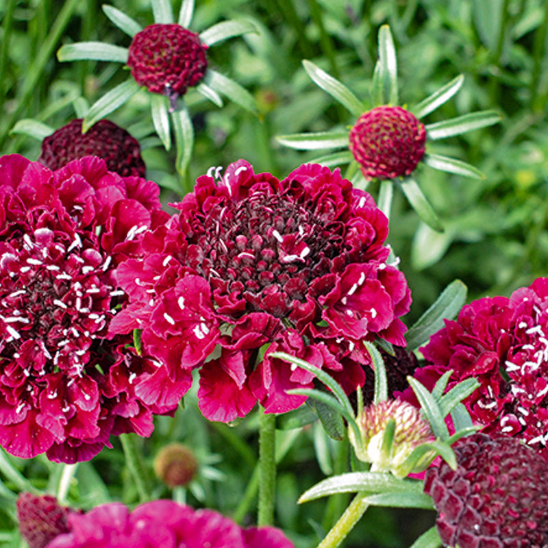Duifkruid | Cherry Red | Scabiosa artropurpurea | Jansen Zaden