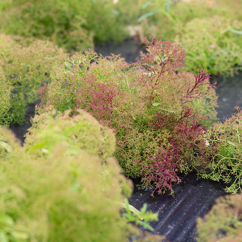 seafoam plant seeds Zeeschuim | Seafoam | Teloxys aristata