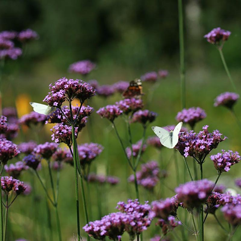 IJzerhard | Verbena bonariensis | Jansen Zaden