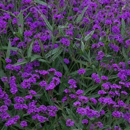 IJzerhard | Santos Purple | Verbena rigida | Jansen Zaden