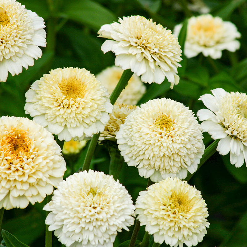 Zinnia | Zinderella White | Zinnia elegans | Jansen Zaden