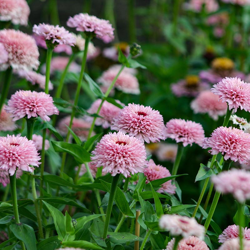 seedビ2② Zinnia | Zinderella Lilac | Zinnia elegans | Jansen Zaden