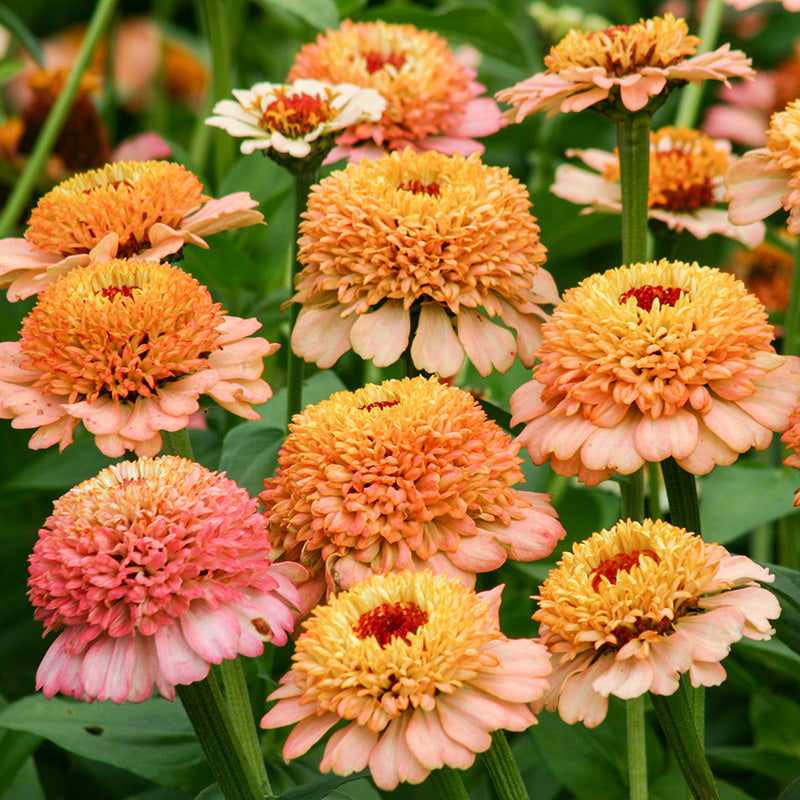 seedビ2② Zinnia | Zinderella Peach | Zinnia elegans | Jansen Zaden