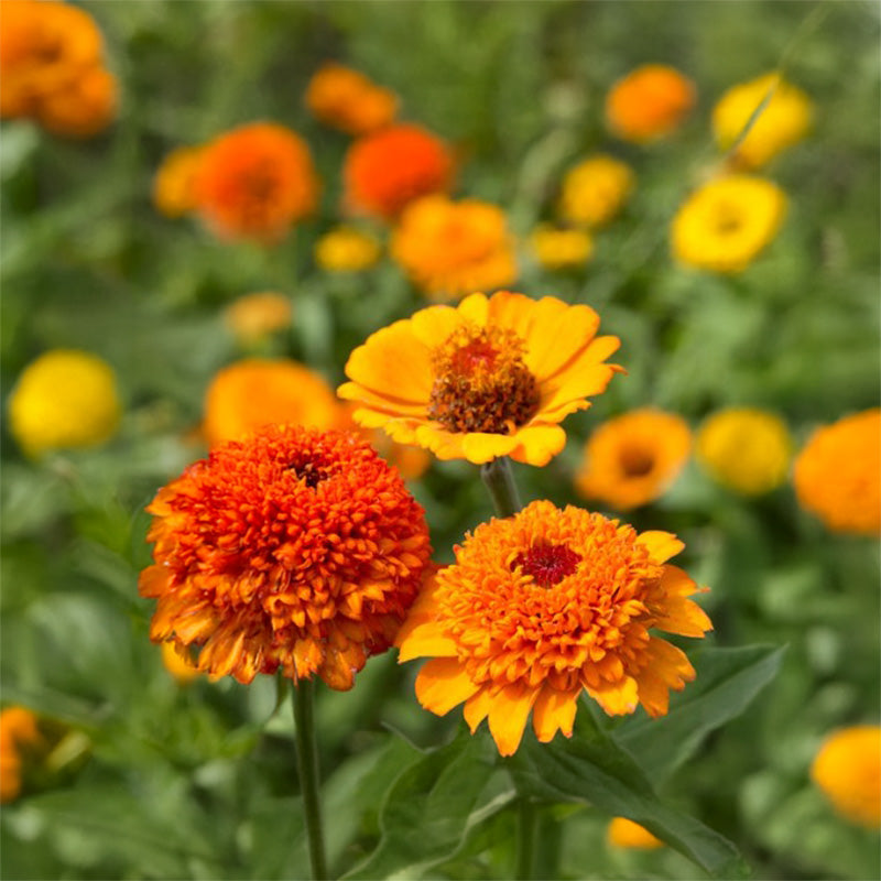Zinnia elegans | Cresto! Orange | Jansen Zaden