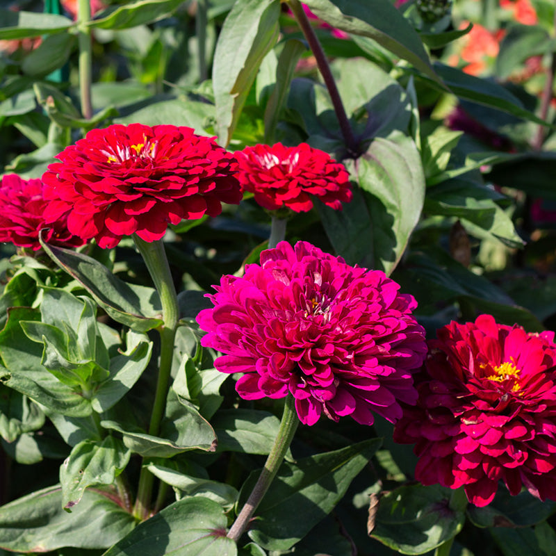 Zinnia elegans | Benary's Giant Wine | Jansen Zaden