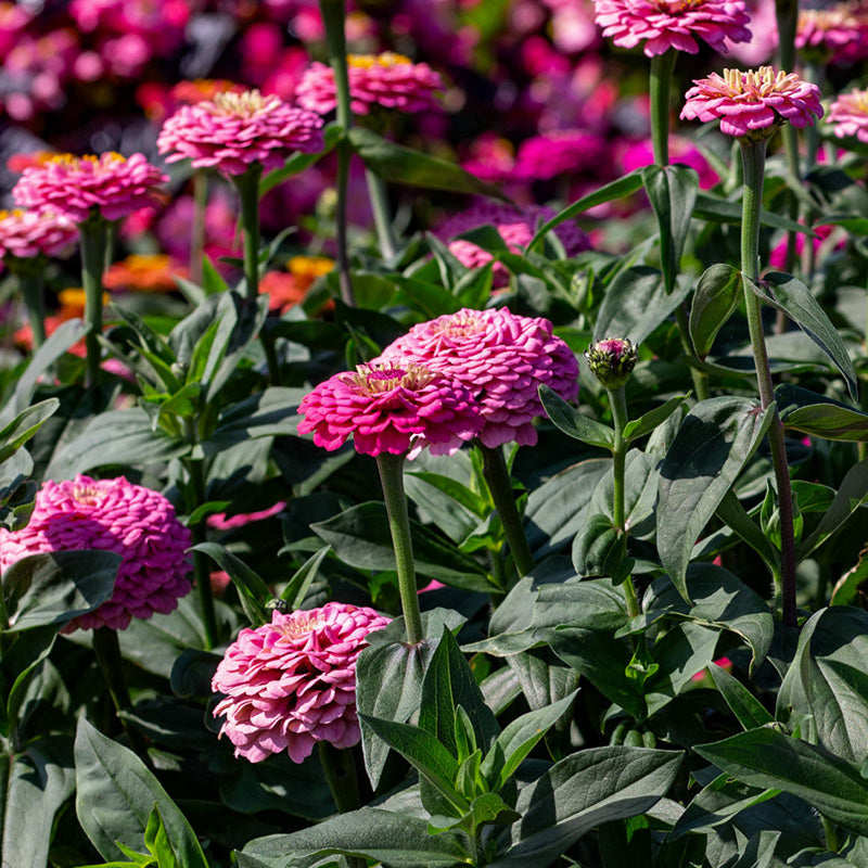 Zinnia elegans | Oklahoma Pink | Jansen Zaden