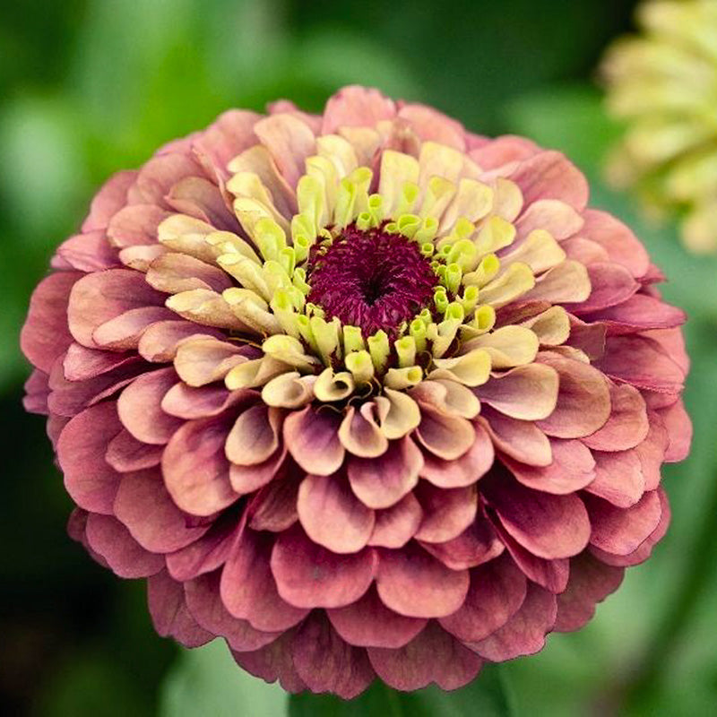 Zinnia elegans | Queen Red Lime | Jansen Zaden