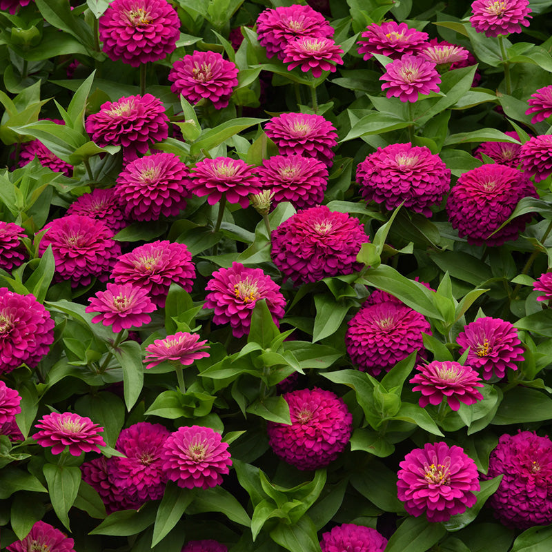 Zinnia elegans | Zesty Fuchsia Zinnia | Jansen Zaden