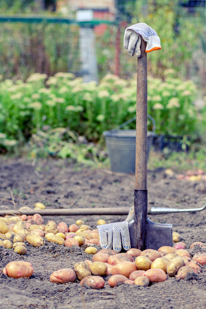 Van aardappel tot pastinaak: Inkuilen als slimme bewaarmethode