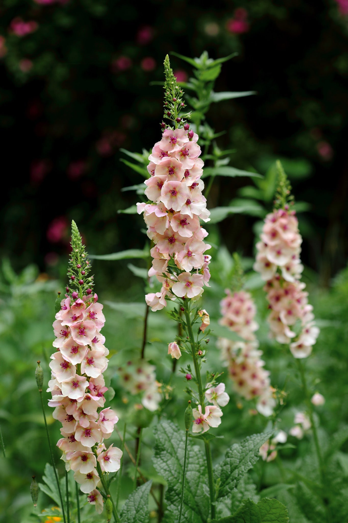 Verbascum