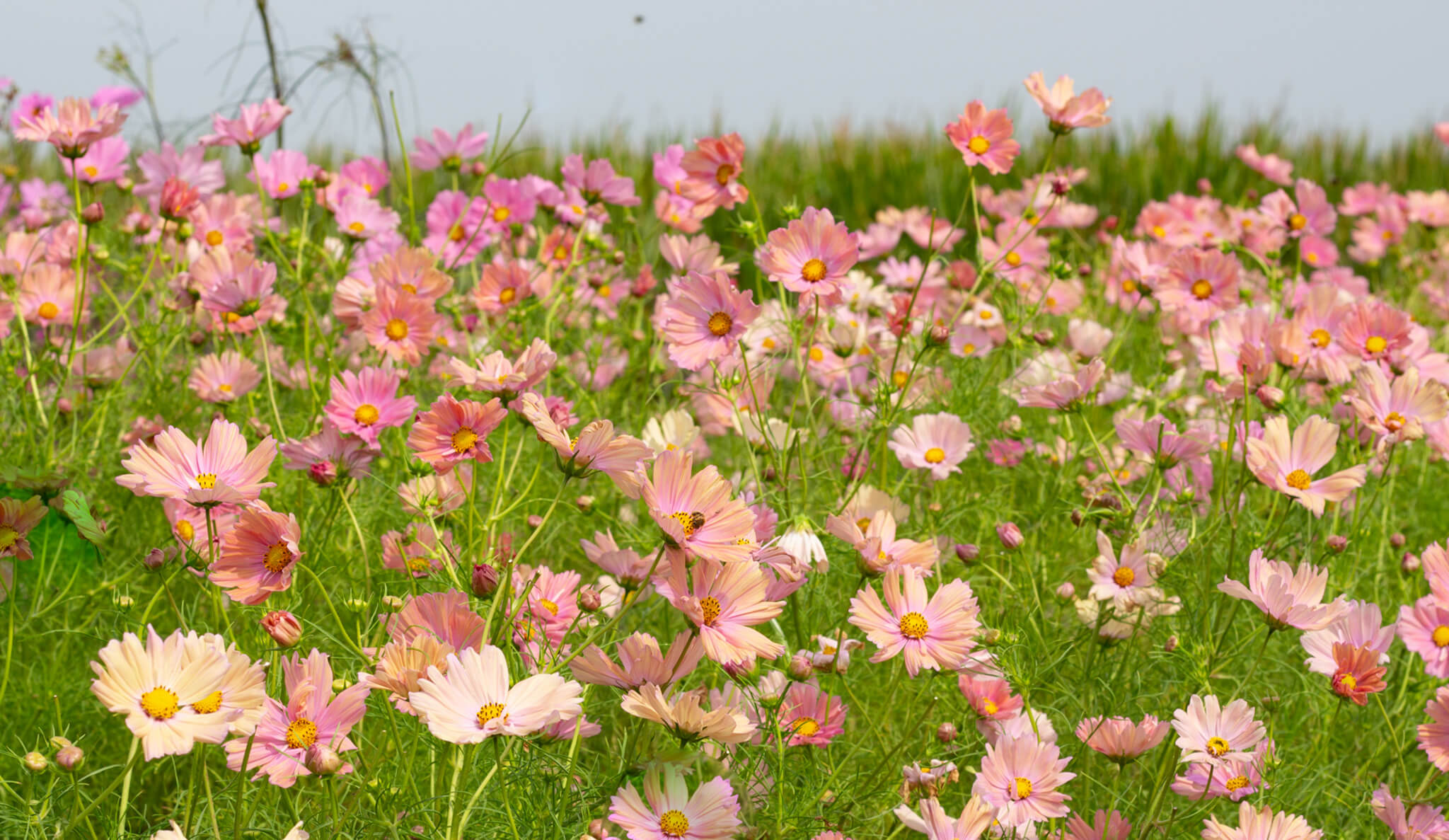 Cosmea's