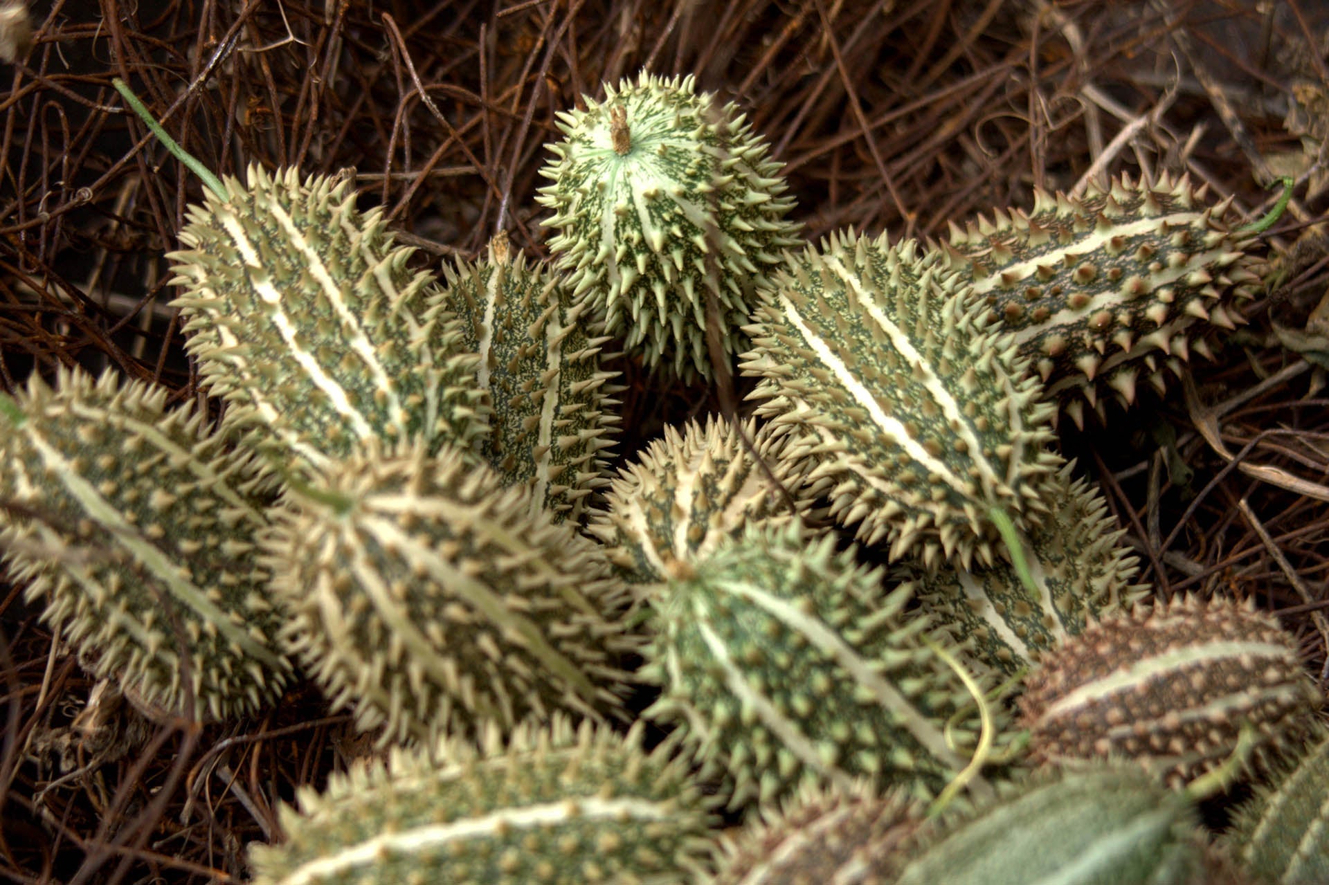 Cucumis