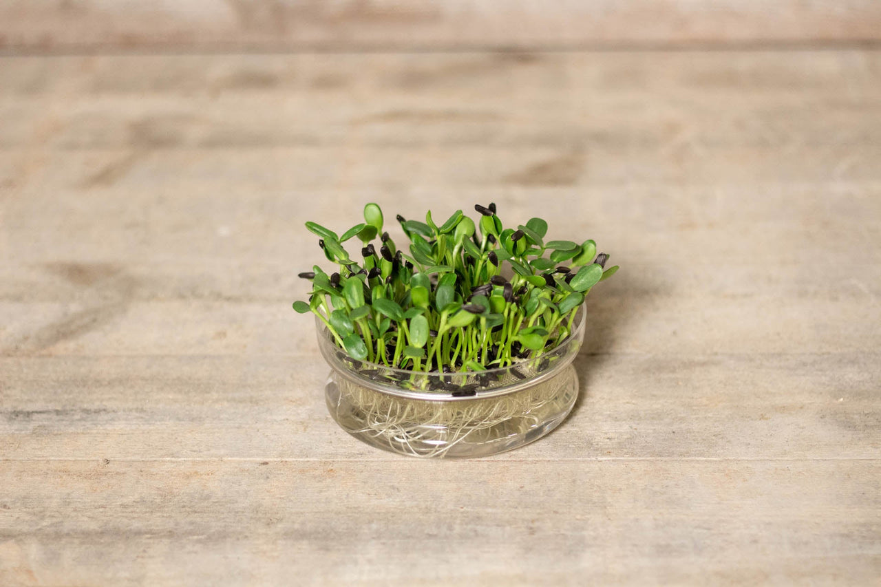 Kiemschaaltjes & microleafboxen