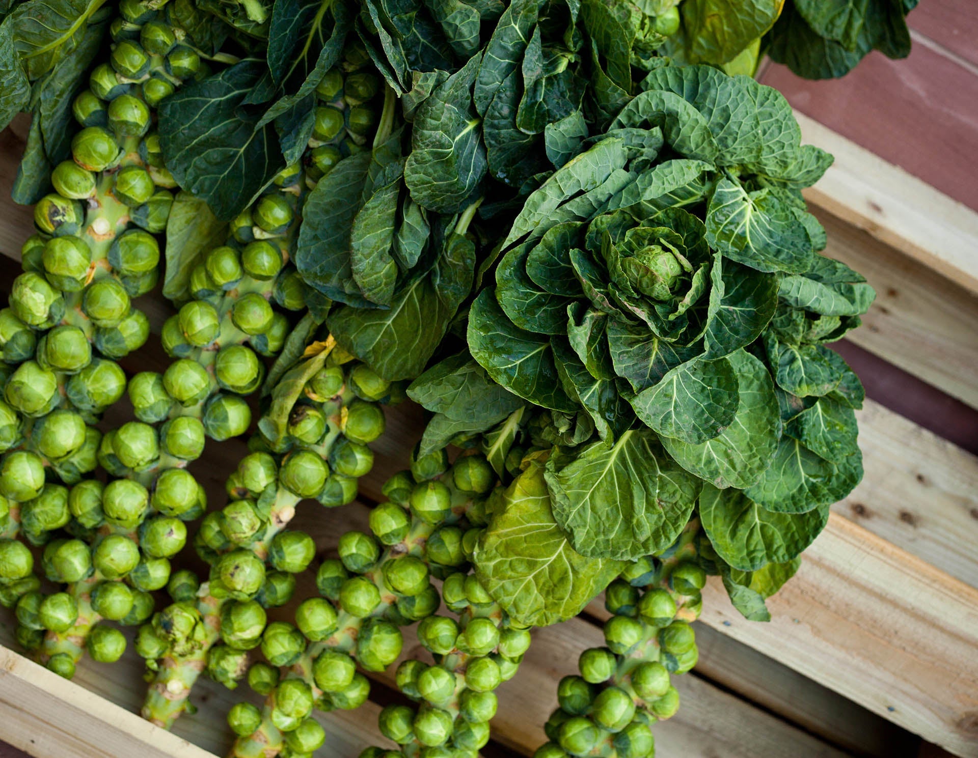 Broccoli