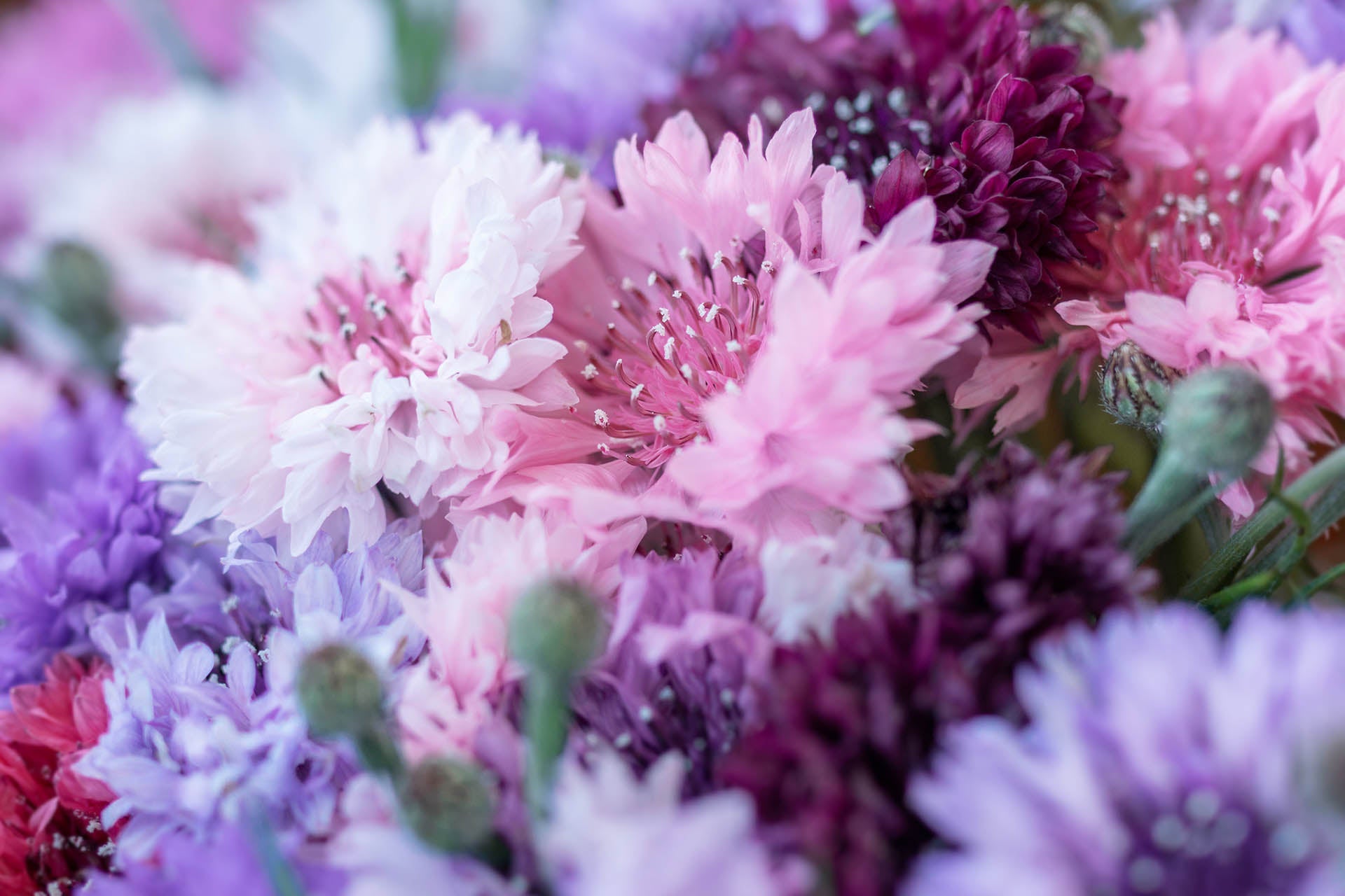 Korenbloemen