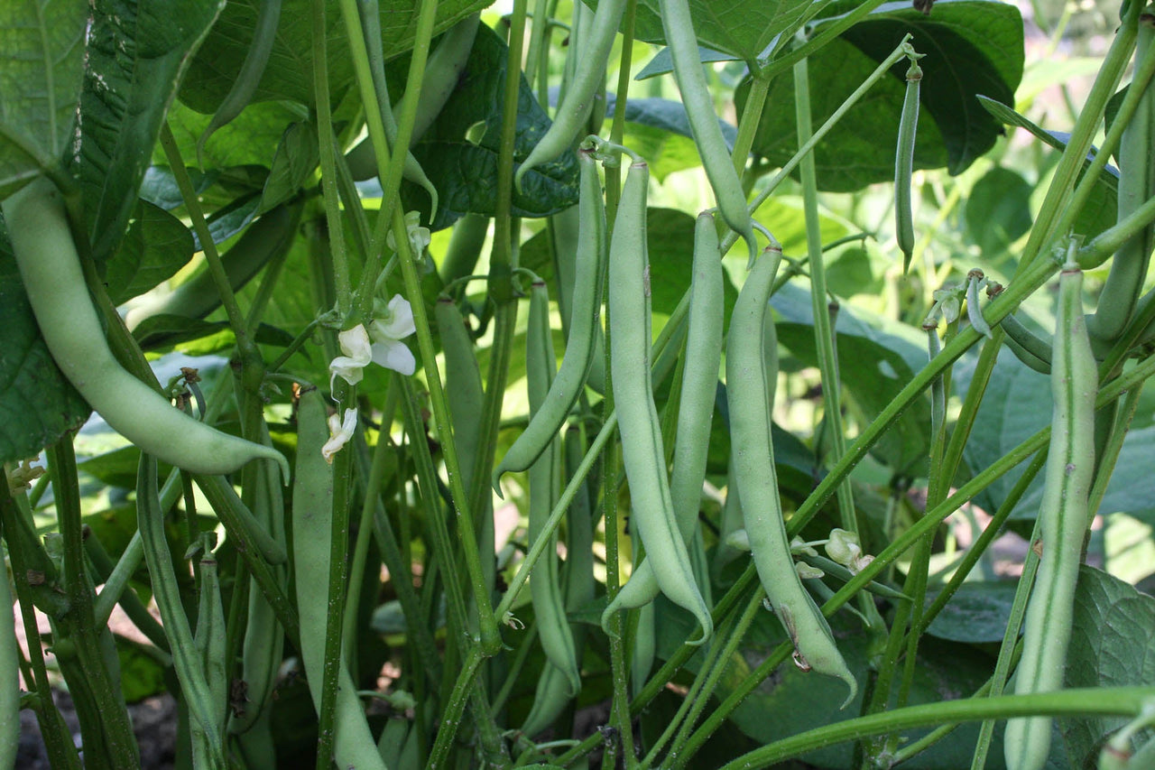 Capucijner