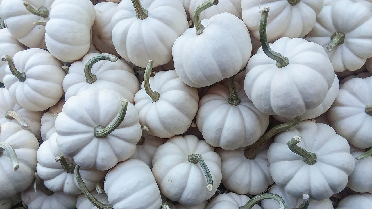 Witte pompoen