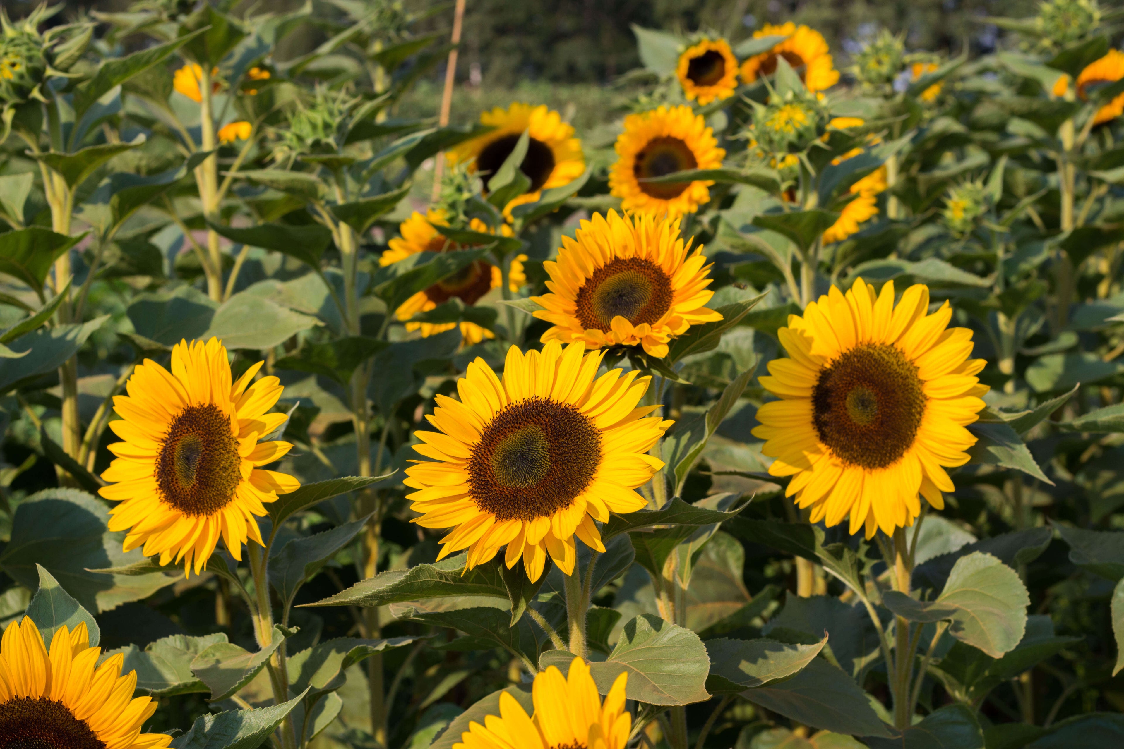 Zonnebloemen