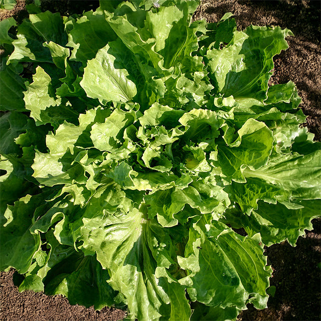 Kweek een gezonde en smakelijke tuin met groentezaden!