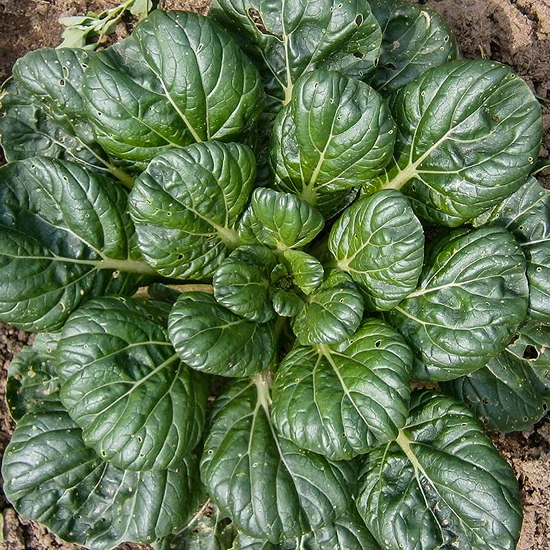 Tatsoi