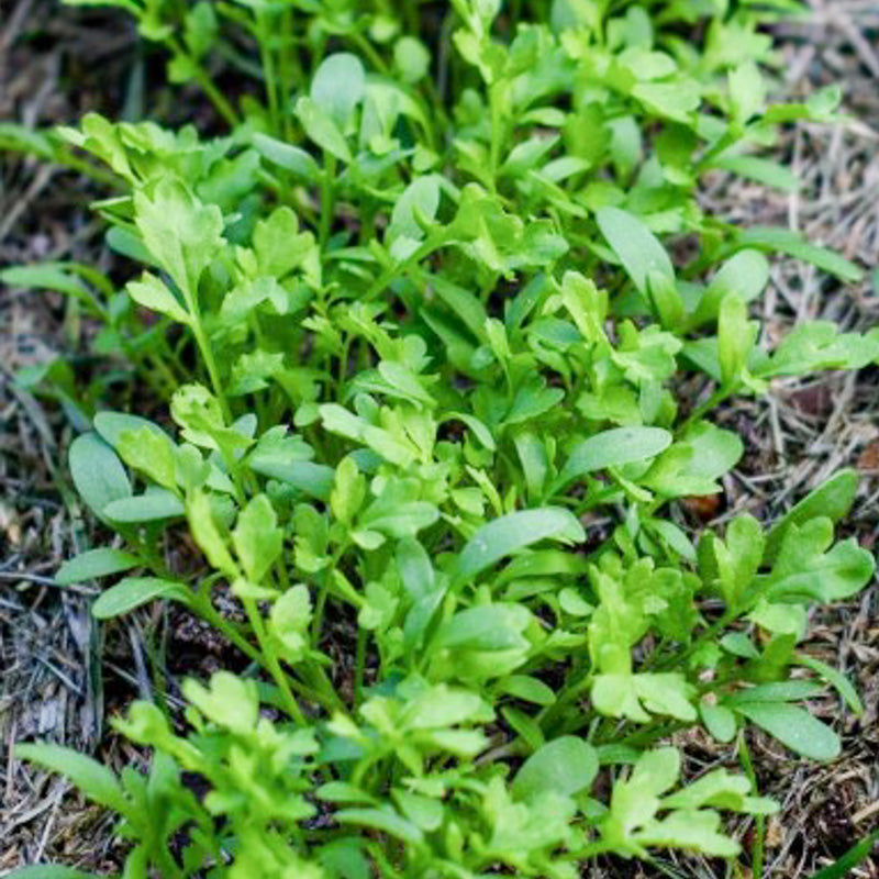Tuinkers - Cressida
