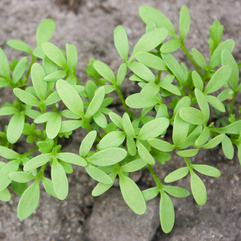 Tuinkers - Cressida